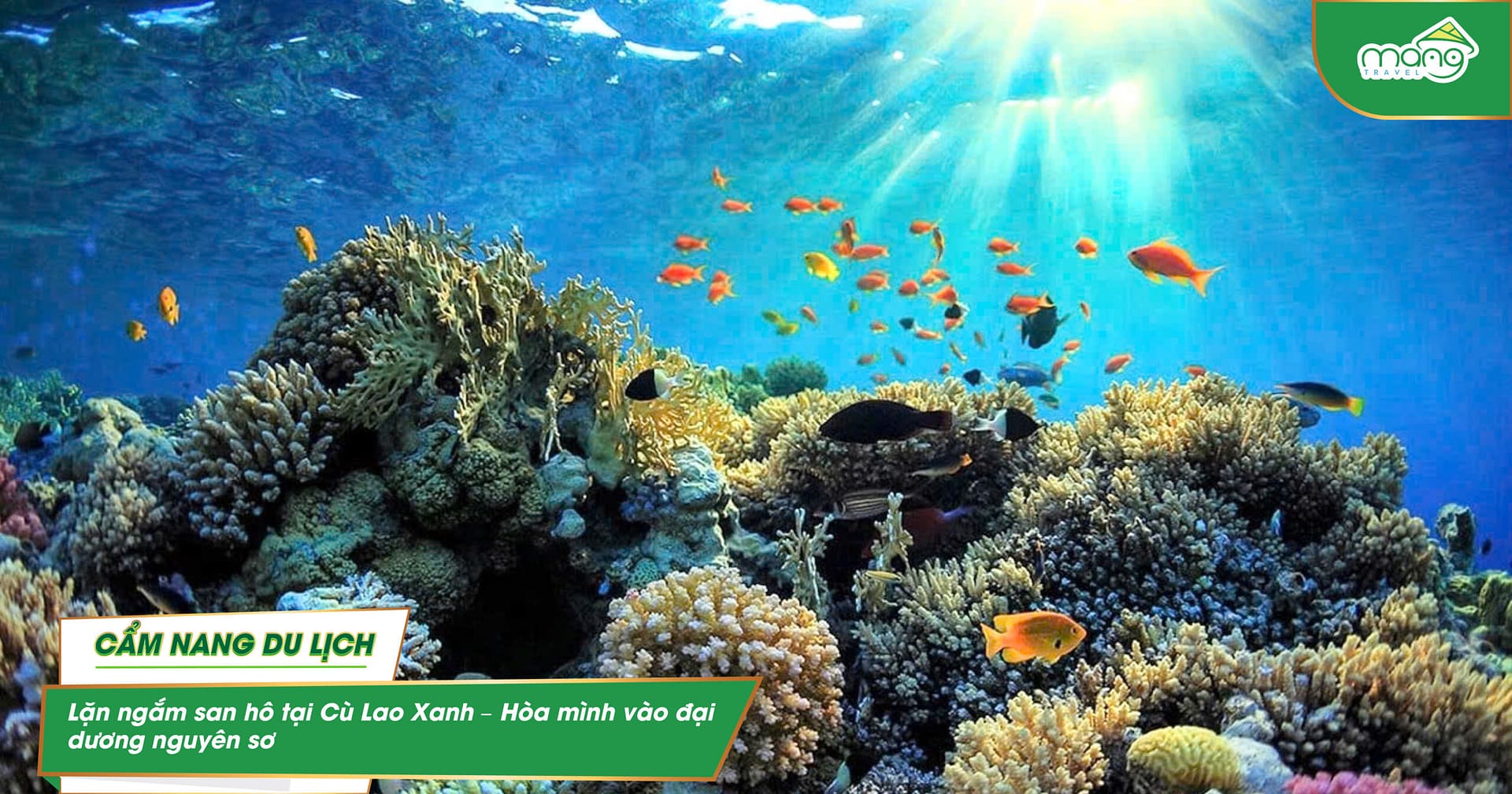 Lặn ngắm san hô tại Cù Lao Xanh – Hòa mình vào đại dương nguyên sơ